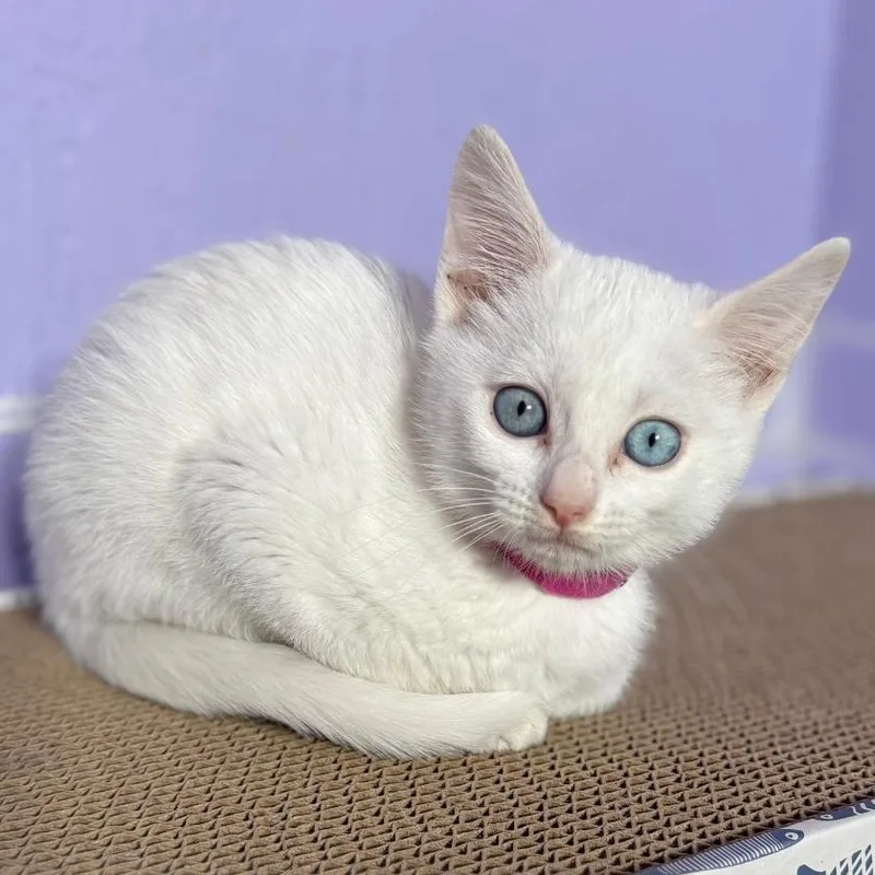 A baby small-sized female White Domestic Short Hair cat named Milk Bucket for adoption in Keizer, OR