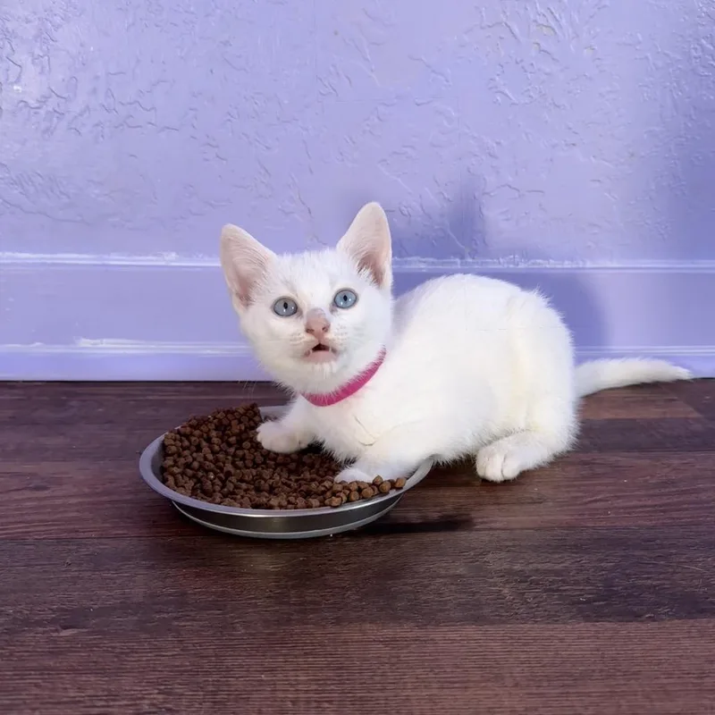 Milk Bucket thumbnail 4