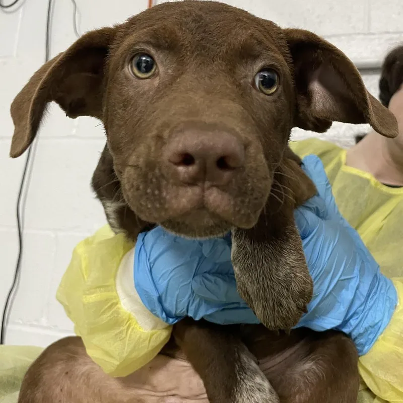 A baby small-sized female Brown / Chocolate Cattle Dog dog named Bass Pro Pyramid for adoption in Hattiesburg, MS