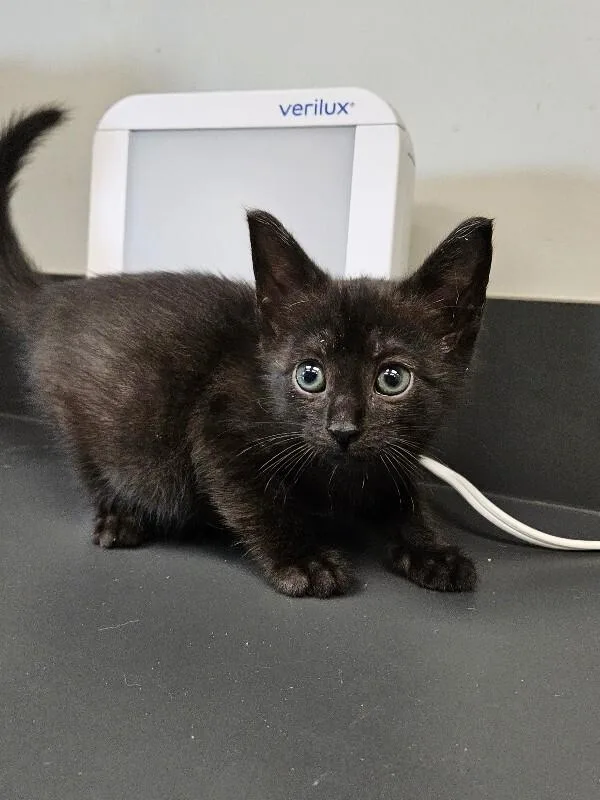 A young medium-sized female Tabby (Brown / Chocolate) Domestic Short Hair cat named Fruit Loop for adoption in Disputanta, VA