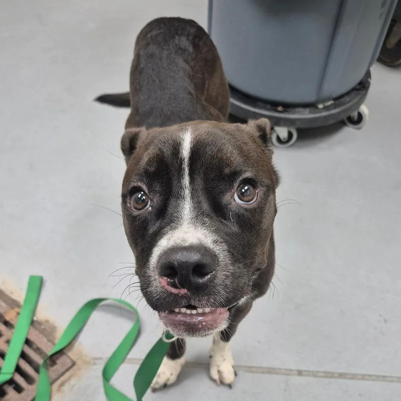 A young medium-sized male Black Mixed Breed dog named StrayTorchHillRoad for adoption in Columbus, GA