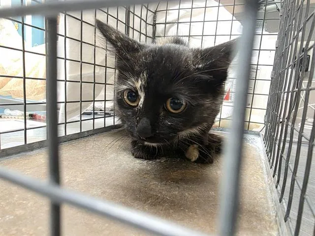 A baby medium-sized female Domestic Short Hair cat named Starlight for adoption in Las Vegas, NV