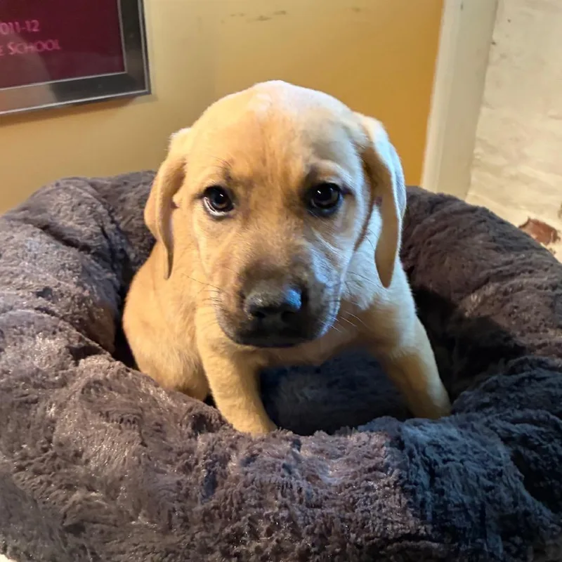 A young medium-sized female Yellow / Tan / Blond / Fawn Mixed Breed dog named Noelle for adoption in Alexandria, VA