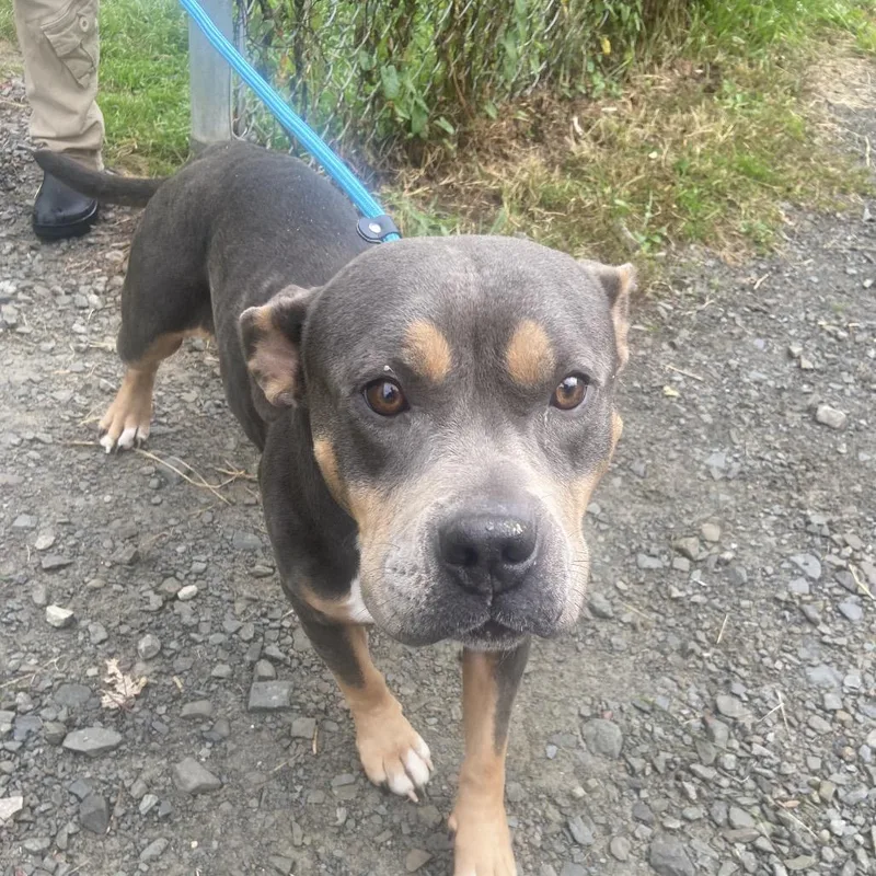 An adult medium-sized female Gray / Blue / Silver American Bulldog dog named Hexie for adoption in Binghamton, NY