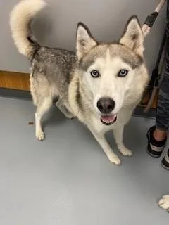 An adult large-sized female Siberian Husky dog named Lady for adoption in Saint Cloud, FL