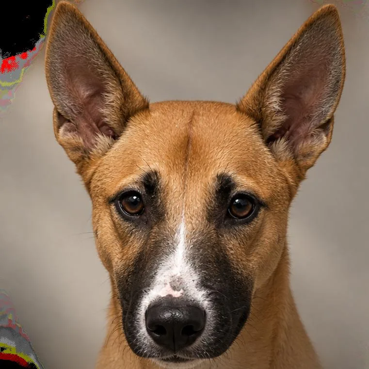 A young medium-sized male Yellow / Tan / Blond / Fawn Mixed Breed dog named Lord Pom Pom for adoption in Summerville, SC