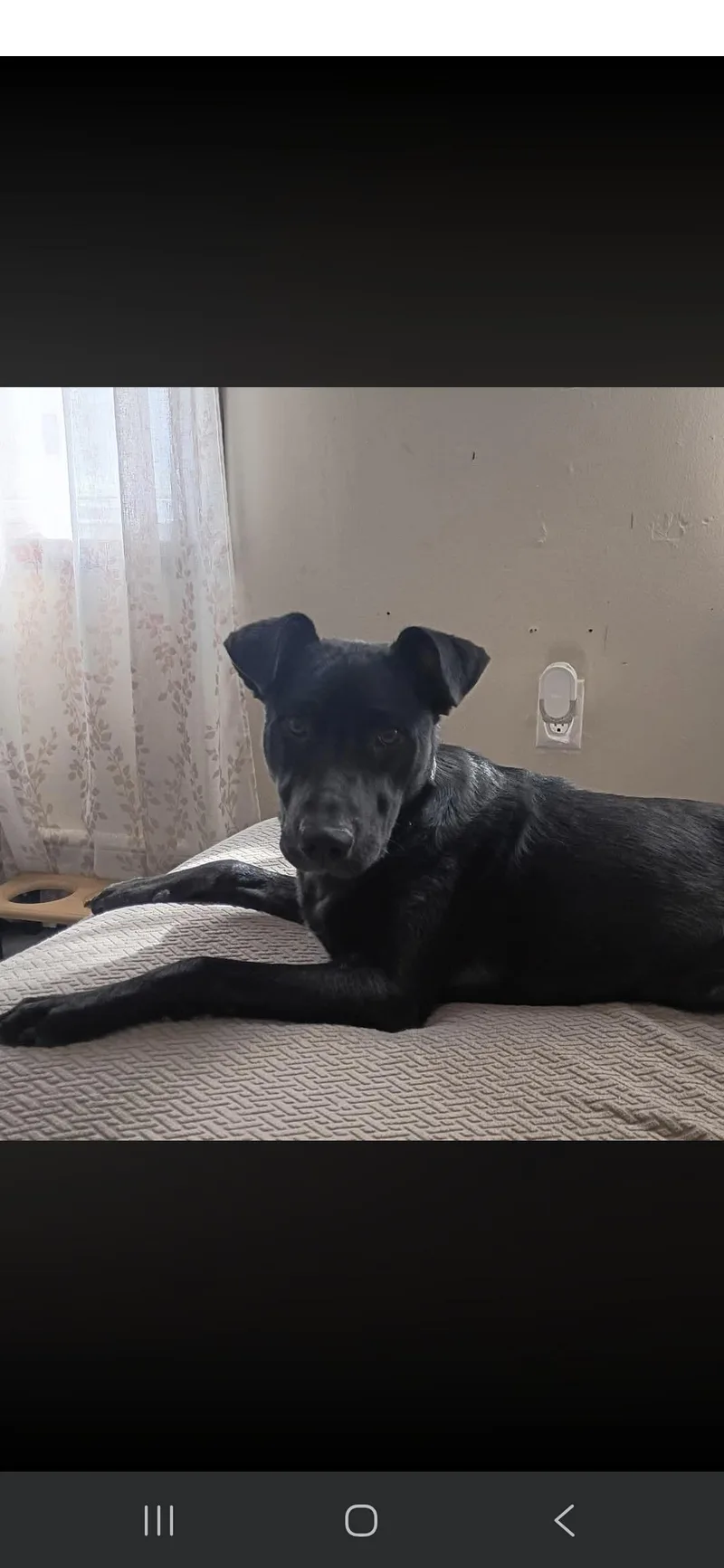 A young medium-sized male Black Labrador Retriever dog named Posey for adoption in Hackettstown, NJ