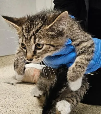 A young small-sized female Domestic Short Hair cat named Paprika for adoption in Lafayette, IN