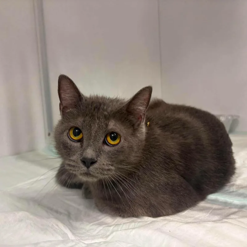 A baby medium-sized female Gray / Blue / Silver Domestic Short Hair cat named Priscilla ARC for adoption in Akron, NY