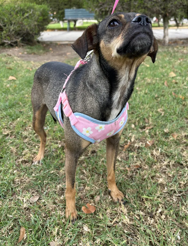 A young small-sized female Brown / Chocolate Chiweenie dog named Mara for adoption in Bell Gardens, CA
