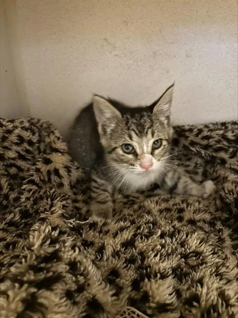 A young small-sized female Domestic Short Hair cat named Starling for adoption in Alameda, CA