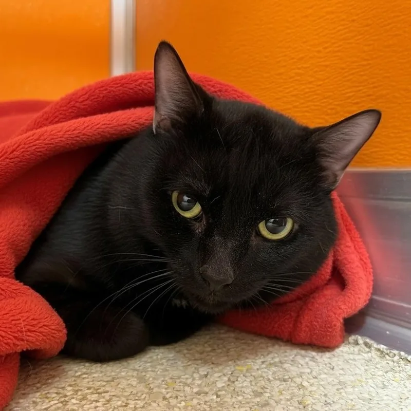 An adult medium-sized male Black Domestic Short Hair cat named Salem for adoption in Elyria, OH