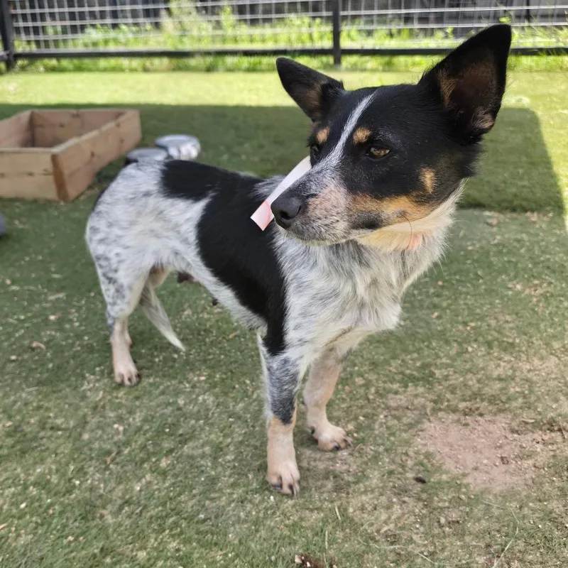 A young medium-sized female Black Australian Cattle Dog / Blue Heeler dog named Fancy CI for adoption in Austin, TX