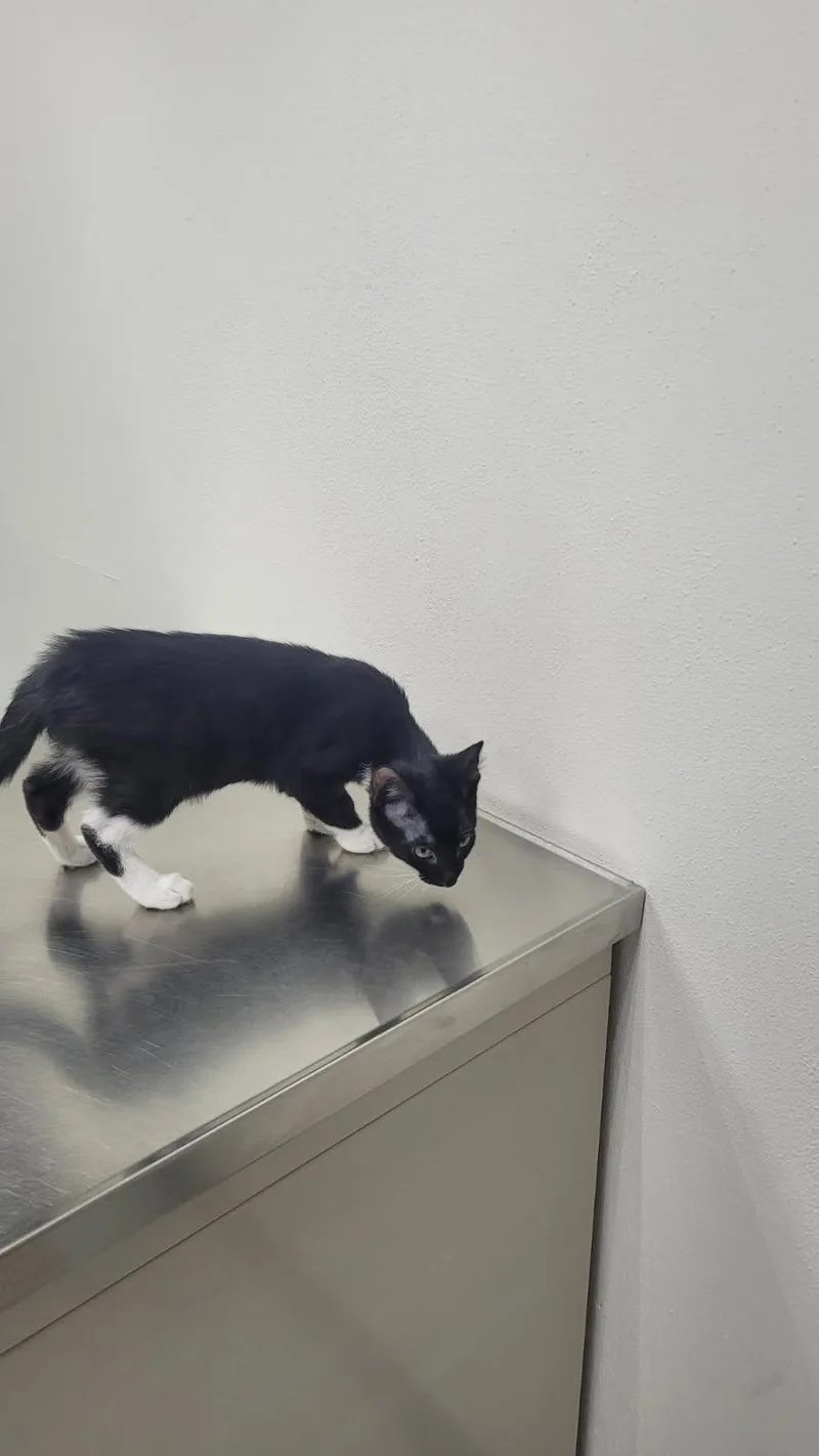 A young medium-sized male Black & White / Tuxedo Domestic Short Hair cat named Sylvester for adoption in Sunset Hills, MO