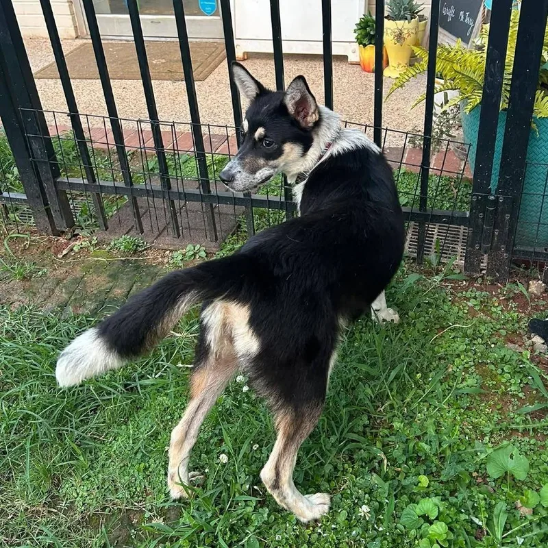 A young medium-sized female Black Mixed Breed dog named Tina Faye for adoption in Brownsboro, AL