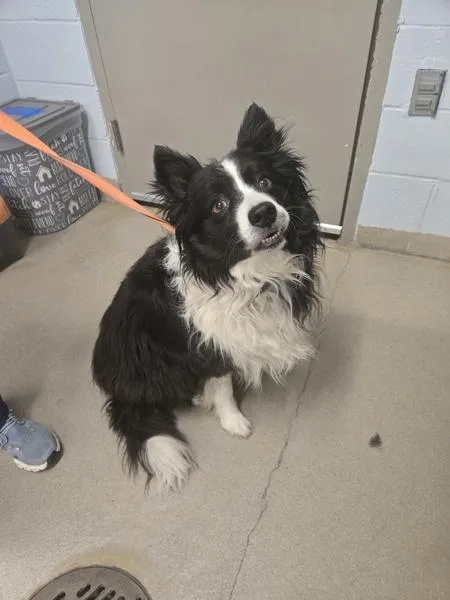 An adult medium-sized male Border Collie dog named Hendrix for adoption in Millersville, MD