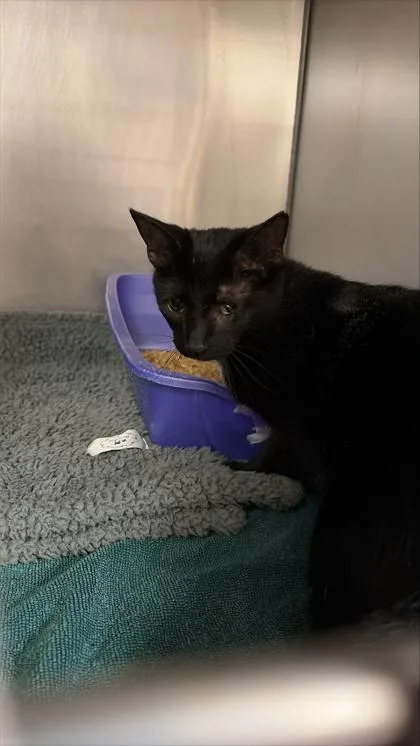 An adult small-sized female Domestic Short Hair cat named Buffet for adoption in West Chester, PA