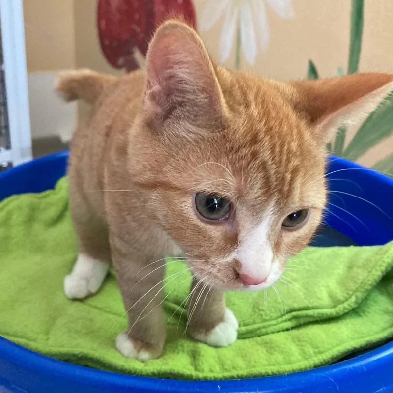 A baby medium-sized male Tabby (Orange / Red) Tabby cat named Nacho Little Orange for adoption in Hoquiam, WA