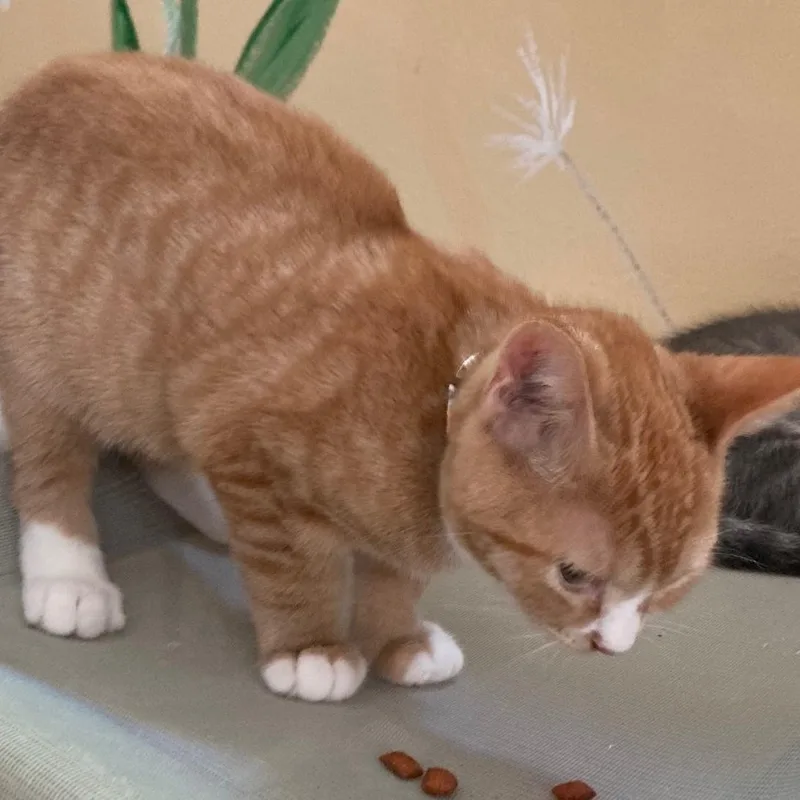 Nacho  Little Orange thumbnail 2