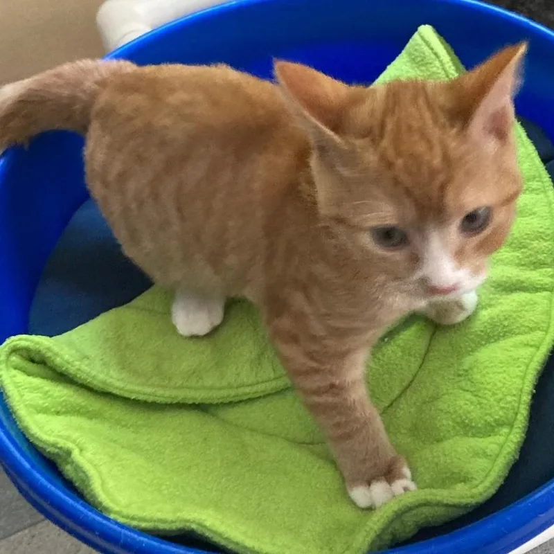 Nacho  Little Orange thumbnail 3