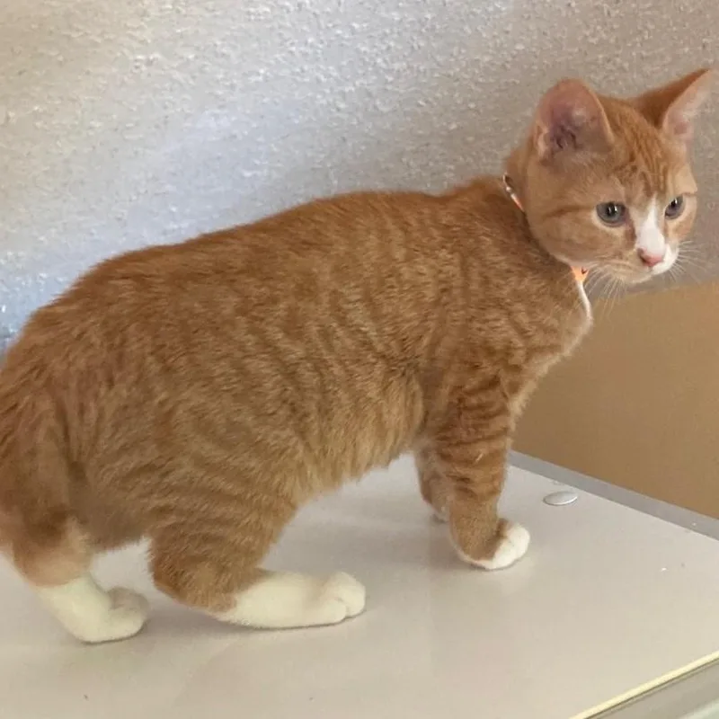 Nacho  Little Orange thumbnail 4