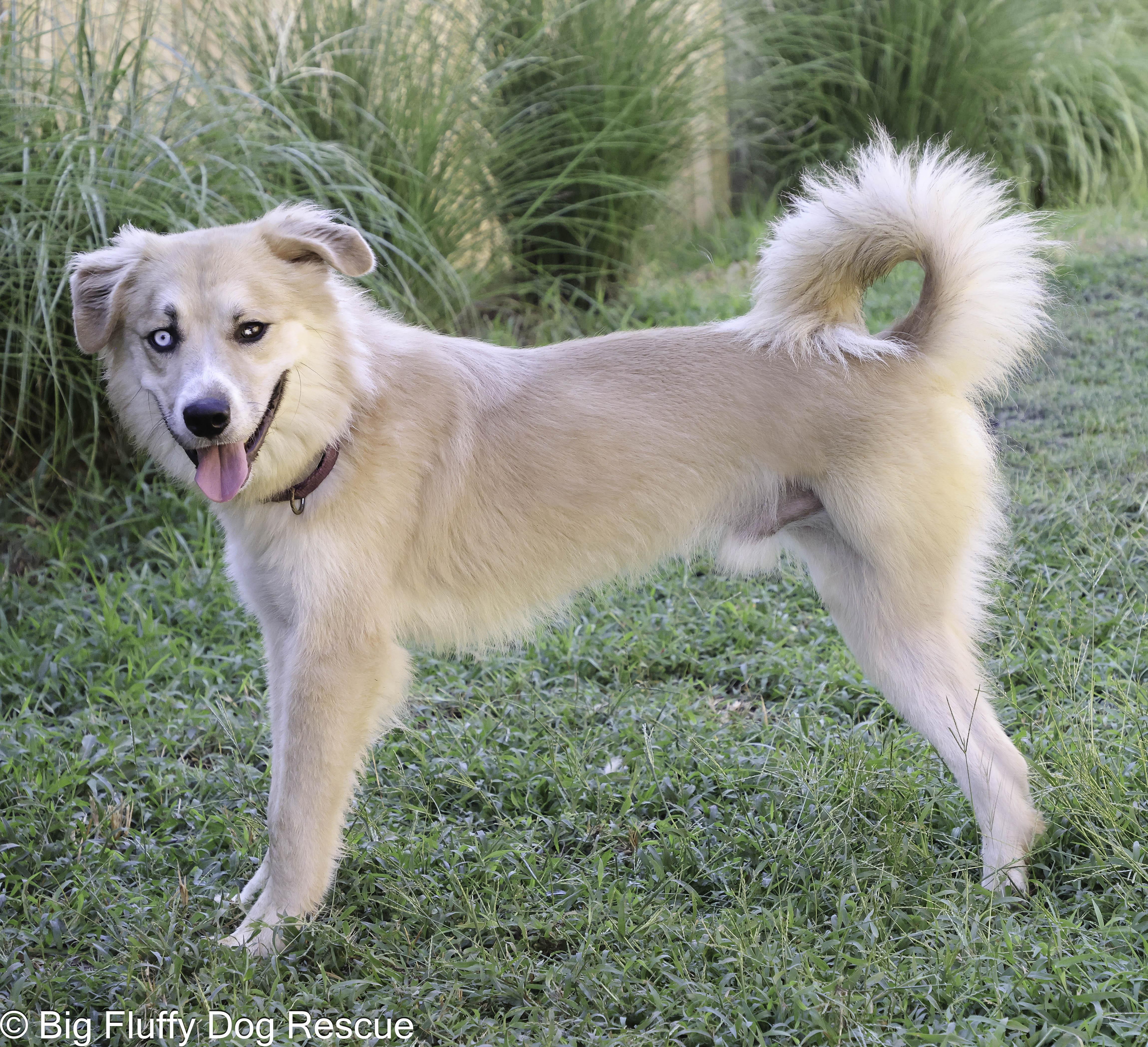 An adult medium-sized male Australian Shepherd dog named Knight for adoption in Nashville, TN