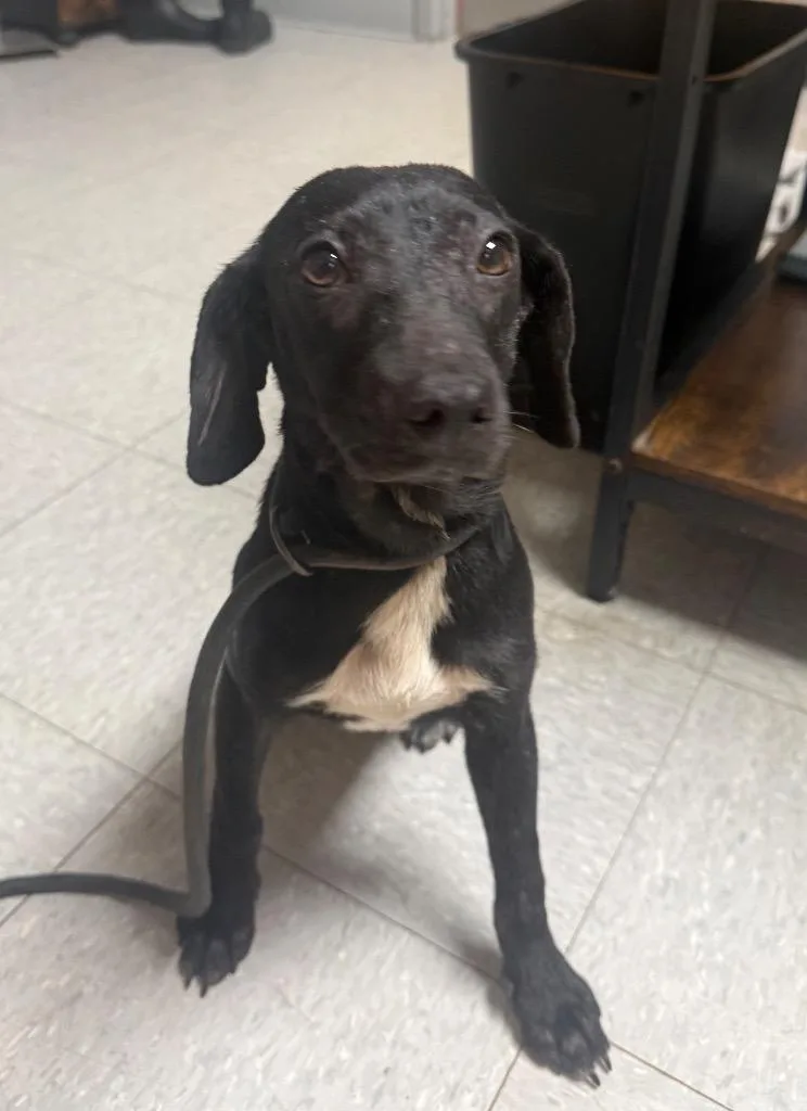 A baby medium-sized female Labrador Retriever dog named Henleigh for adoption in Sorrento, LA