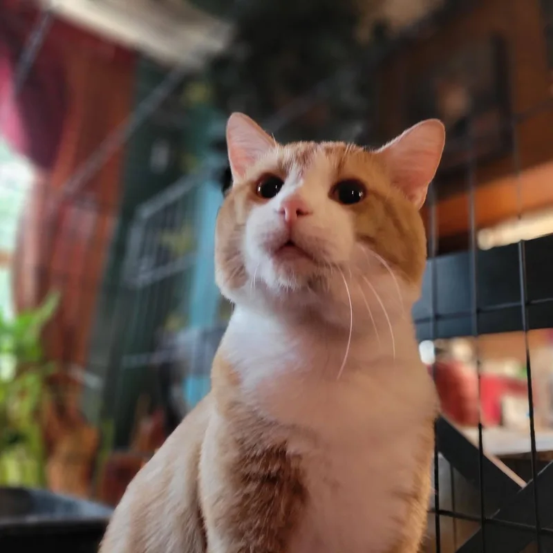 A young medium-sized male Orange & White Domestic Short Hair cat named Leonardo DiCatio for adoption in Oklahoma City, OK