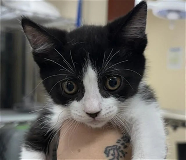 A baby small-sized female Domestic Short Hair cat named Wobble for adoption in Aliquippa, PA
