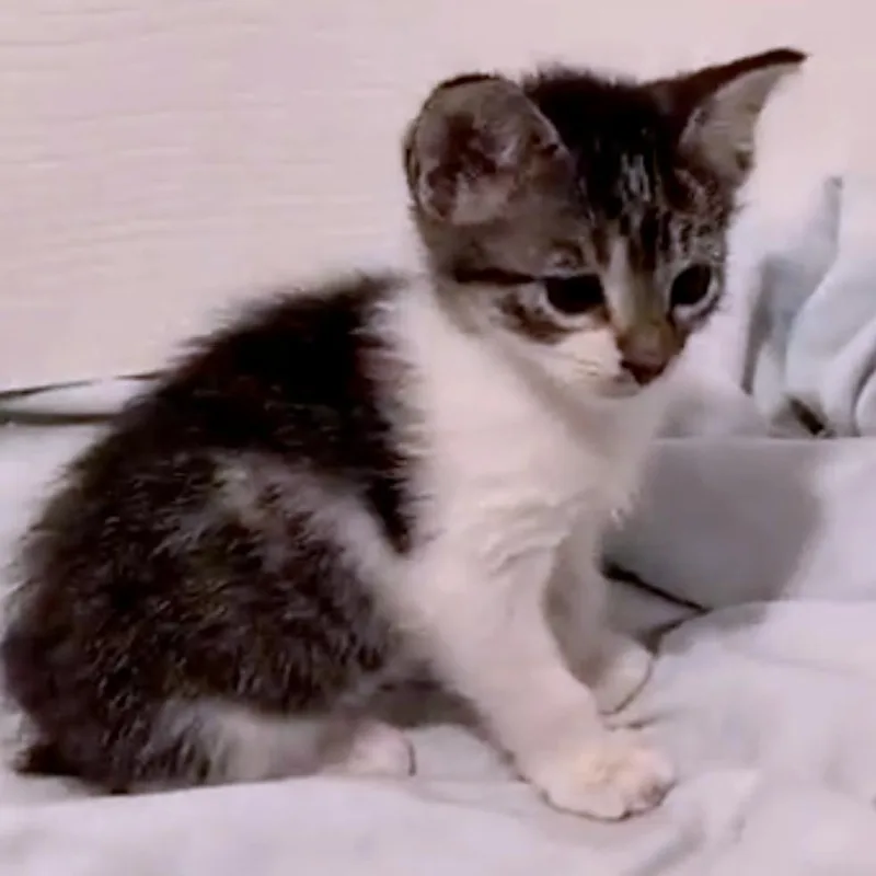 A baby small-sized male Brown / Chocolate Domestic Short Hair cat named Werther's Original for adoption in Austin, TX