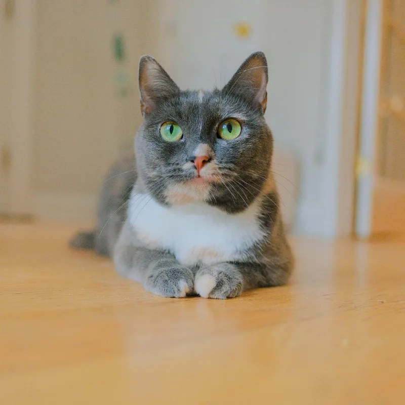 A young small-sized female Gray / Blue / Silver Domestic Short Hair cat named Rose for adoption in Long Island City, NY