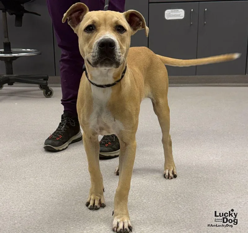 A young medium-sized female Labrador Retriever dog named Wiggles for adoption in Washington, DC