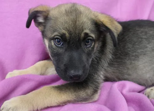 A baby medium-sized male German Shepherd Dog dog named Frank for adoption in Thief River Falls, MN