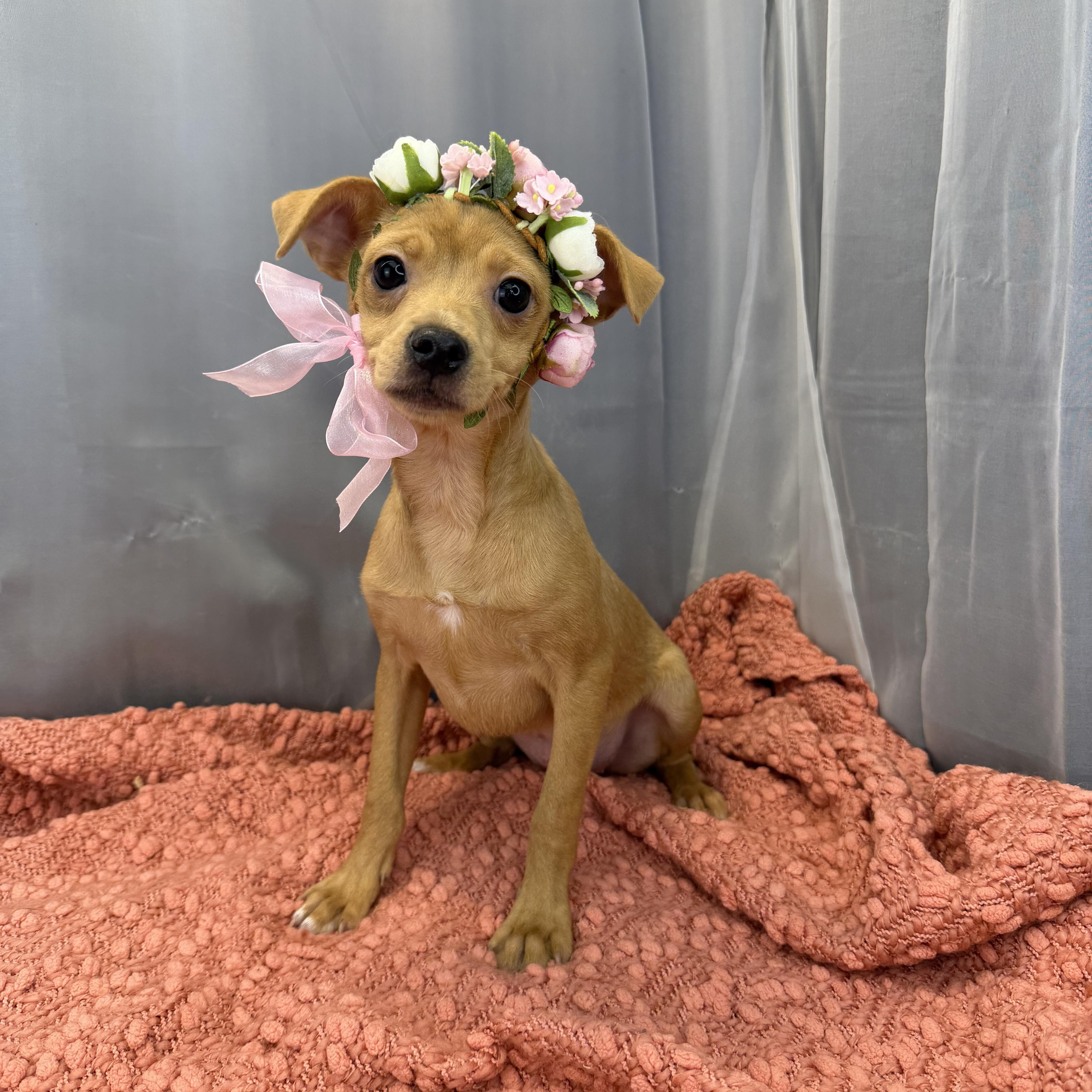 A young small-sized female Yellow / Tan / Blond / Fawn Chihuahua dog named Sausage Roll for adoption in Foley, AL
