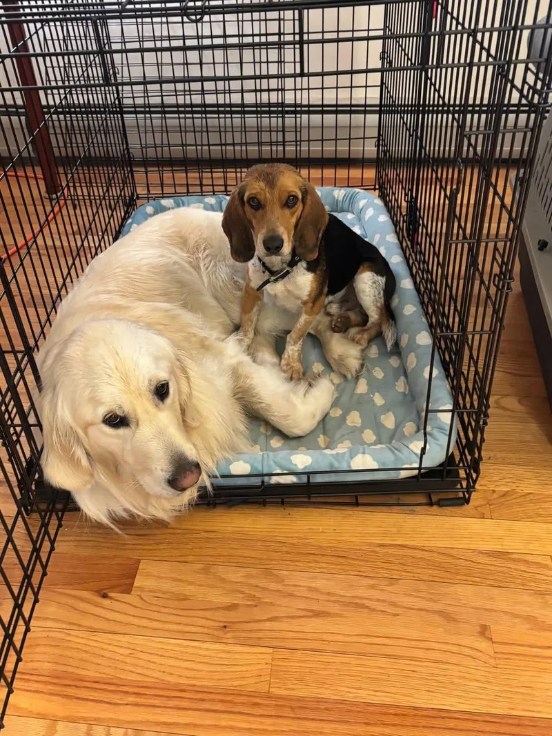 An adult small-sized male Mixed Breed dog named Hayward for adoption in St. Albans, VT