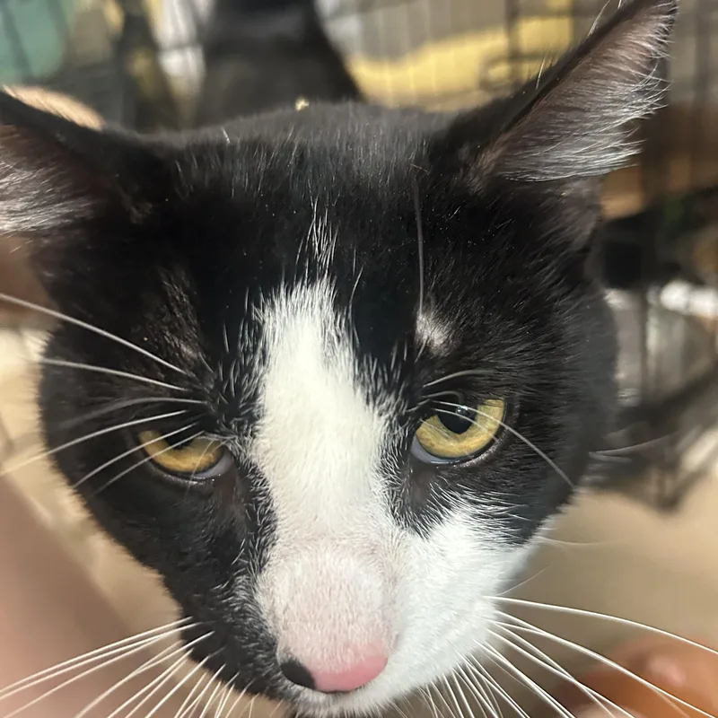 A young medium-sized male Black & White / Tuxedo Domestic Short Hair cat named Joey for adoption in North East, MD