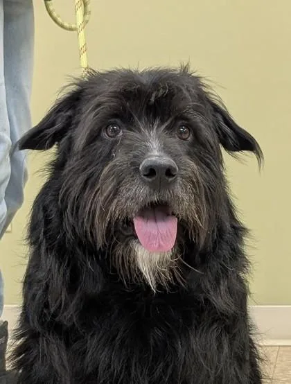 An adult large-sized male German Wirehaired Pointer dog named Duke for adoption in Hastings, NE