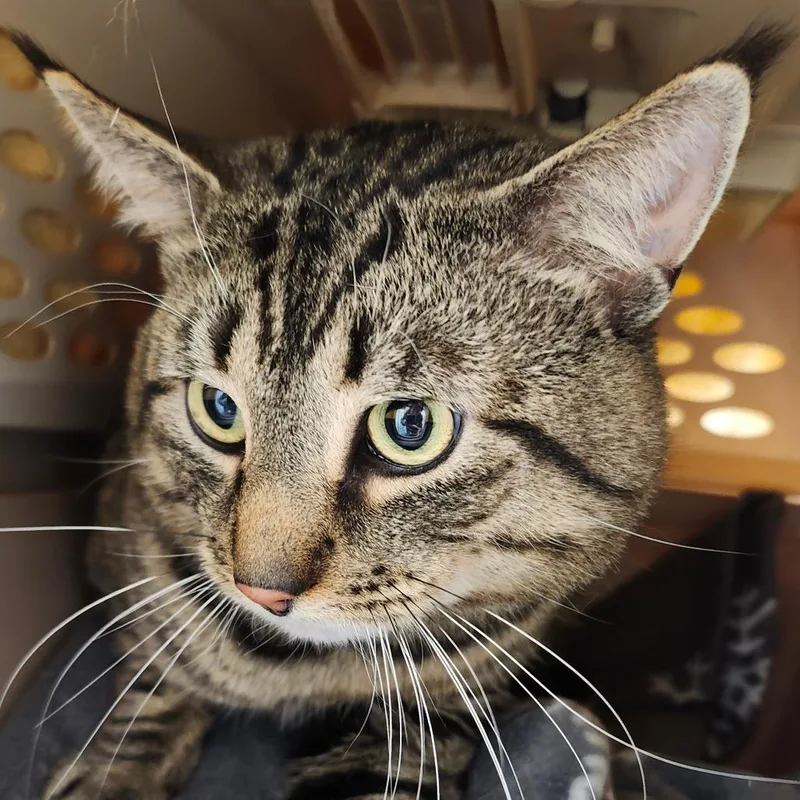 An adult large-sized male Brown / Chocolate Domestic Short Hair cat named Milo for adoption in Ballston Spa, NY