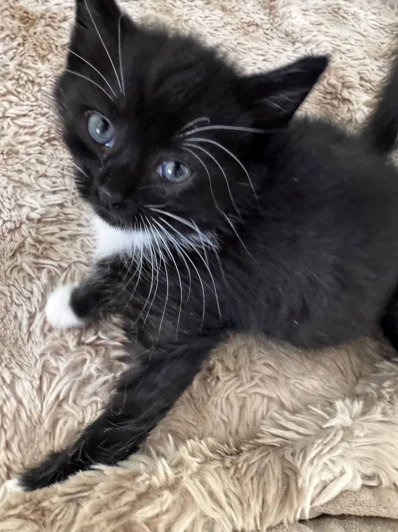 A baby medium-sized female Black & White / Tuxedo Domestic Short Hair cat named Nikki for adoption in Greensboro, NC
