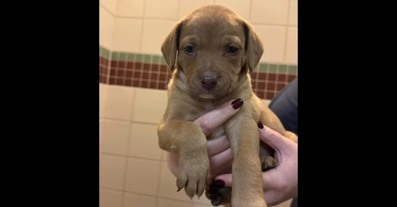 A baby small-sized female Pit Bull Terrier dog named Ted Lasso Litter: Gemma for adoption in Dallas, TX