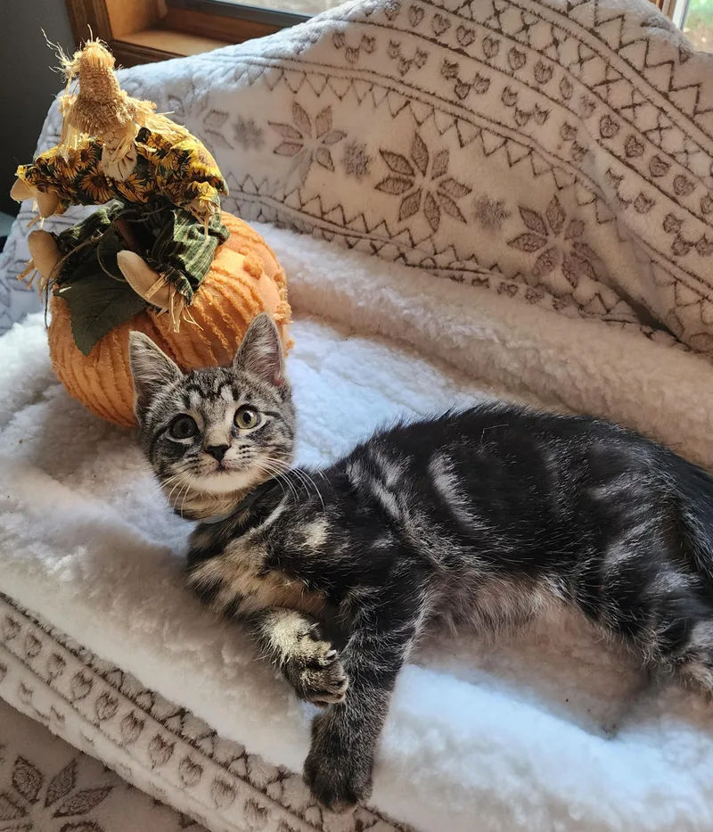 A baby medium-sized female Tabby (Brown / Chocolate) Tabby cat named Farrah for adoption in Wayne, NJ