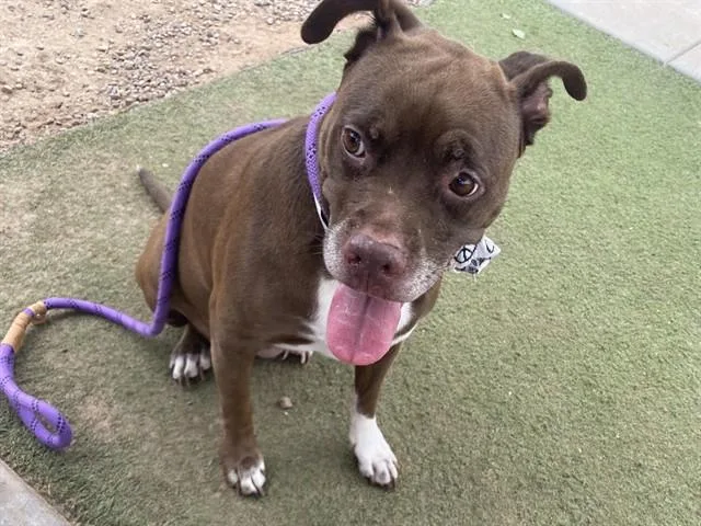 An adult large-sized female Pit Bull Terrier dog named Lolli for adoption in Phoenix, AZ