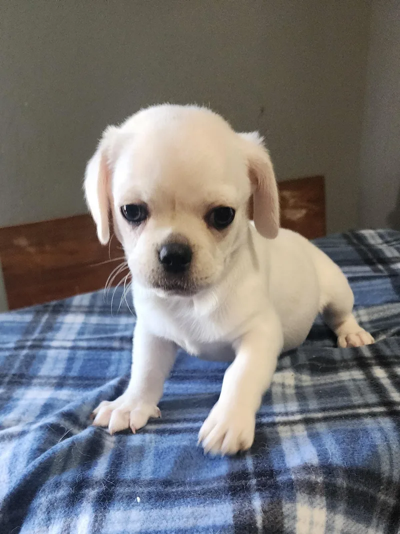 A baby small-sized male White / Cream Pug dog named Mickey for adoption in Victorville, CA