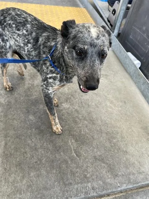 A young medium-sized female Australian Cattle Dog / Blue Heeler dog named Lucy for adoption in Bakersfield, CA