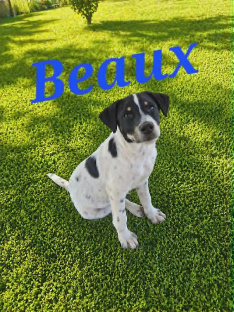 Beaux