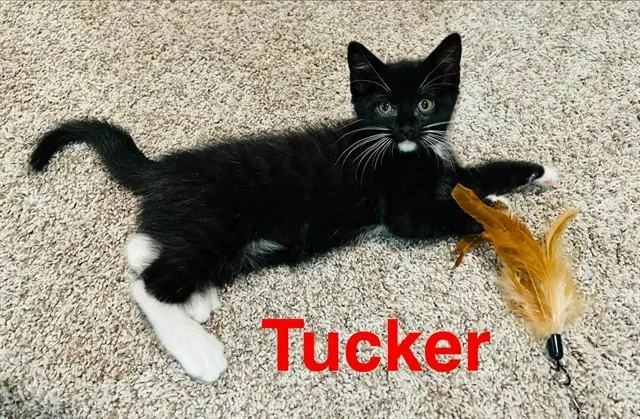 Tucker