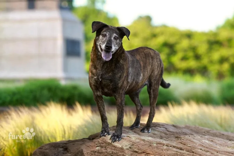 A senior large-sized female Brindle Labrador Retriever dog named Lucille for adoption in Shawnee, OK