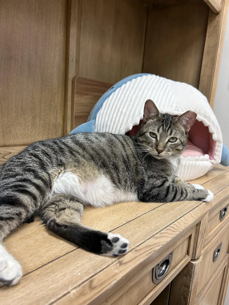 An adult large-sized male Domestic Short Hair cat named Terry for adoption in Columbus, OH