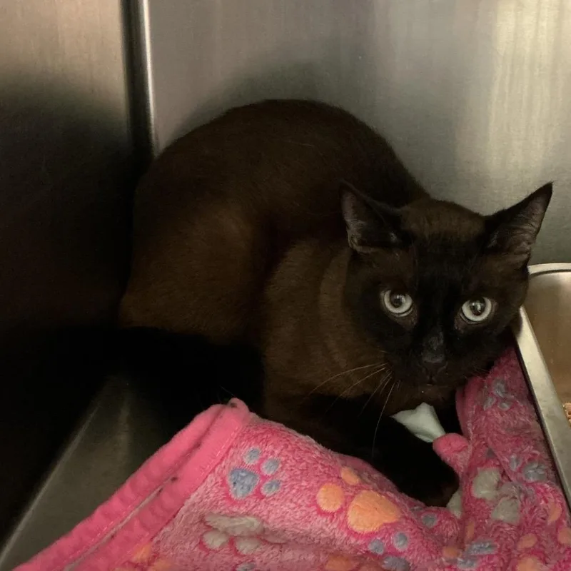 An adult medium-sized male Black Burmese cat named Wolverine for adoption in Elizabeth City, NC
