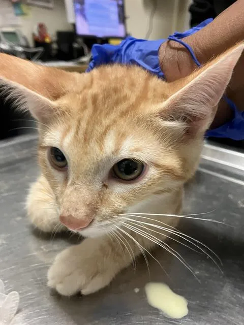 A baby small-sized male Domestic Short Hair cat named Chuckie for adoption in Long Beach, CA